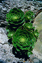 succulentstree