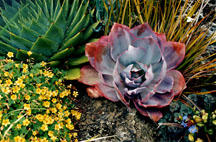 sucgarden