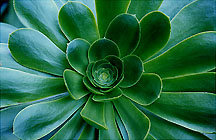 sucgreenzm