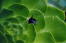 sucgrnbee