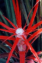 sucredspiky