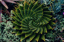 sucspiral