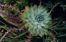 suctendril