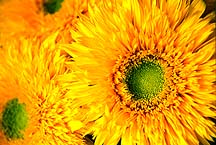 sunflowersffh