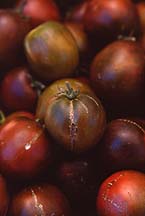 tomatoesblk