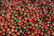 tomatoesffh