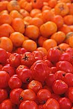 tomatoesro