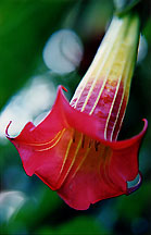 trumpetred