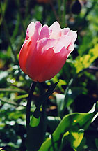 tulipqwg