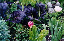 tulipchardbeavergarden