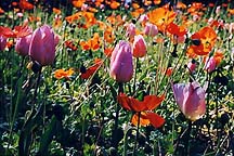 tulipspoppiesqwg