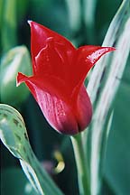 tulipredalbany