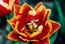 tulipredylwsingle