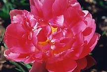 tuliprosewavy