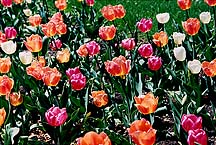 tulipspeach