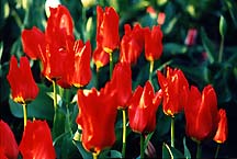 tulipsredh