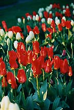 tulipsredwhtalbany
