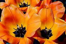 tulipsylworngalbany