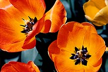 tulipsylworngh
