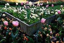 tulipvqwg
