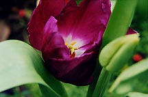 earlytulipwbudfreezone