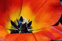 tulipylworngalbany