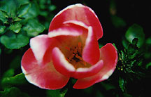 tulipzmout