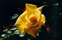 yellowrose2
