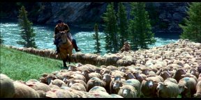 Herding Sheep on Brokeback Mountain