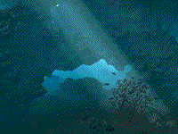 Reef