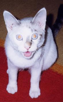 Cutie kitty