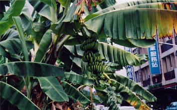 This is the first real banana tree I had seen so I took a picture of it.
