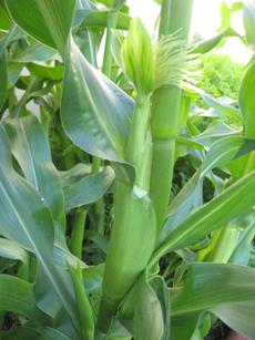 Sweet Corn