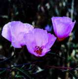clarkia