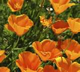 poppy