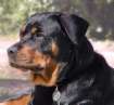 The Rottweiler