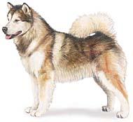 Alaskan Malamute