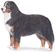 Bernese Mountain Dog