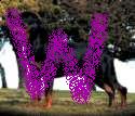Rottweilers