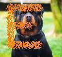 Rottweilers