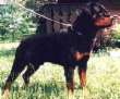 The Rottweiler