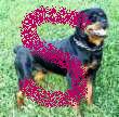 Rottweilers