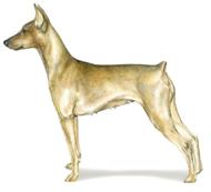 German Pinscher