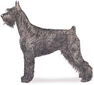 Giant Schnauzer