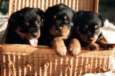 The Rottweiler