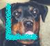 Rottweilers