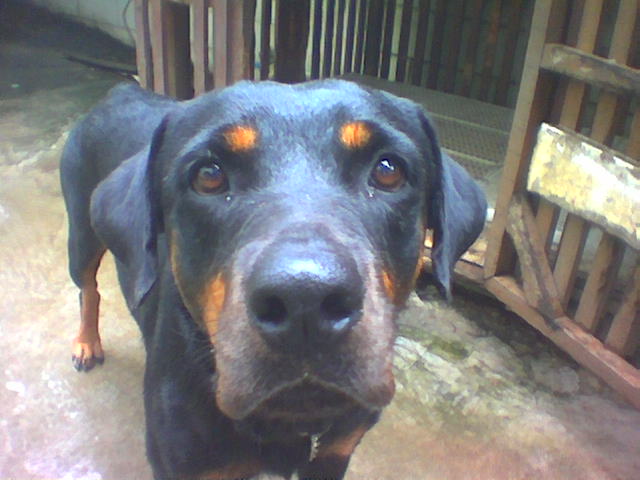 keli