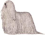 Komondor