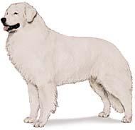 Kuvasz