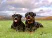 The Rottweiler